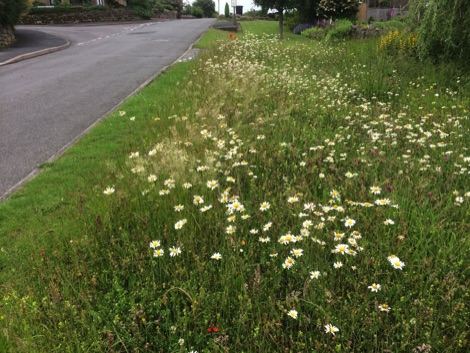 Grass verge filled with wildflowers